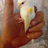 قناری موزاییکی اورجینال|پرنده|شیراز, صاحب الزمان|دیوار