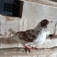 کبوتر پرشی