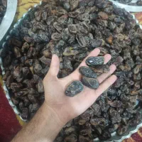 خرما کبکاب