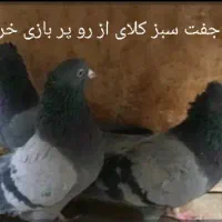 سبز بازی کن|پرنده|ریگان, |دیوار