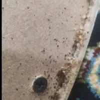 سمپاشی ساس سوسک کنه موریانه موش مورچه صددرصدتضمینی|خدمات نظافت|مشهد, توس (بلوار توس)|دیوار