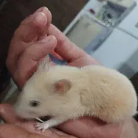 همستر|موش و خرگوش|محمدیه-قزوین, |دیوار