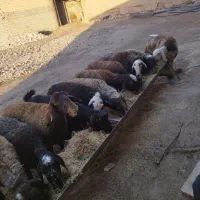 میش مهربان خوب|حیوانات مزرعه|همدان, |دیوار