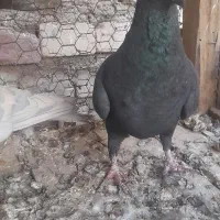 کبوتریاکفتر|پرنده|آباده, |دیوار