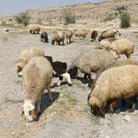 فروش120راس میش داشتی بره دار و آبستن ترکی بختیاری|حیوانات مزرعه|کازرون, |دیوار