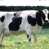 کارگر گاوداری