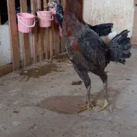 تخم مرغ لاری|حیوانات مزرعه|سبزوار, شهرک ابوذر|دیوار