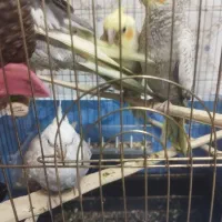 عروس هلندی فول دستی