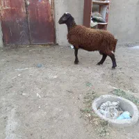 همو|حیوانات مزرعه|سلطانیه, |دیوار