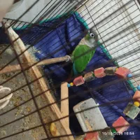 گرینجیک|پرنده|بم, |دیوار