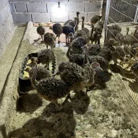 شترمرغ یک ماهه و دوماهه