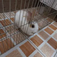 خرگوش مینیاتوری|موش و خرگوش|کرمانشاه, |دیوار