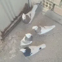 طوقی|پرنده|خمینی‌شهر, |دیوار