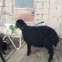 گوسفند