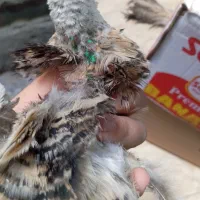 جفت طاووس مصری