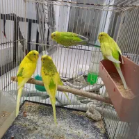 مرغ عشق خوش رنگ و سالم ودستی