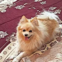 سگ پامر خوشگلو حرف گوش کن