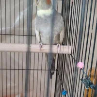 یه ماده ابلق زیبا کشیده آماده بایک نر ۵ماهه