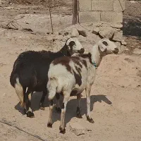 2 راس میش جوان خشک پلنگی و افشار|حیوانات مزرعه|دره شهر, |دیوار