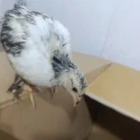 غاز و اردک.مرغ وخروس.جوجه برهما|حیوانات مزرعه|نگین شهر, |دیوار