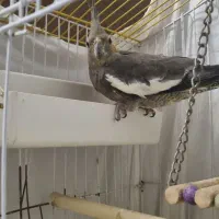 عروس هلندی ۱ساله نیم|پرنده|چالوس, |دیوار