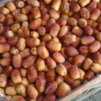 خرمای زاهدی