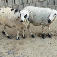 میش و بره مفت