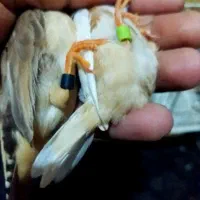 انگلیسی پلاک پلم تازه بالغ درشت