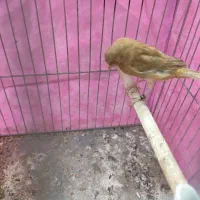 قناری|پرنده|شیراز, شهرک بهار|دیوار