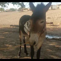 قاتر