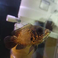 ماهی اسکار مسی|ماهی|فردیس, شهرک هفده شهریور|دیوار