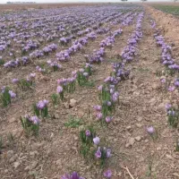 زعفران نعماء الرضا«ع»