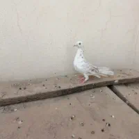 کبوتر گرفتنی