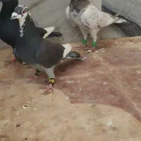 ۳تا نر عالی