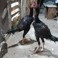 خروس لاری اصیل