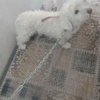 سگ شیتزو|سگ|یزد, |دیوار