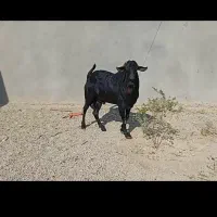 فروش بز و کهره،گوشت کهره و بره|حیوانات مزرعه|لامرد, |دیوار