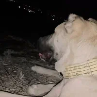 توله سگ خراسانی