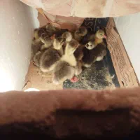 جوجه غاز دورگ اکراینی