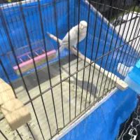 قناری ماده سوپر آماده|پرنده|خمینی‌شهر, |دیوار