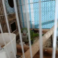 طوطی راهب ۲عدد ماده همراه تست جنسیت|پرنده|رشت, جانبازان|دیوار