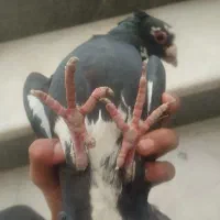 نر پلنگ سیاه کاکل تر تمیز 8*8|پرنده|زاهدان, |دیوار