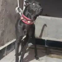 سگ نگهبان