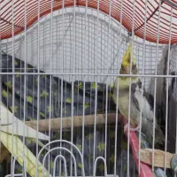 یک جفت عروس هلندی مست و آماده به همراه قفس و وسایل|پرنده|قائن, |دیوار