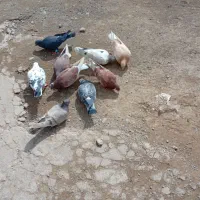 کبوتره ماده ونره