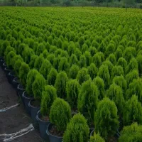 فروش کاج کامیس جزئی و کلی