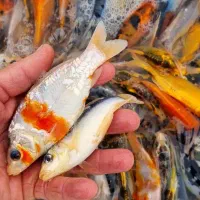 ماهی کوی|ماهی|سنگر, |دیوار