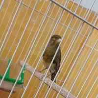 قناری نر|پرنده|مشهد, نوید|دیوار