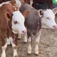 نمایندگی فروش گوساله سیمینتال ،هلشتاسن ،دورگه|حیوانات مزرعه|تبریز, |دیوار