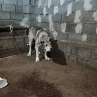 سگ گله ی
